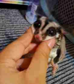 蜜袋鼯認主 蜜袋鼯認主