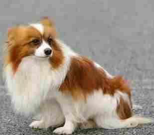 蝴蝶犬 獵犬 蝴蝶犬 獵犬