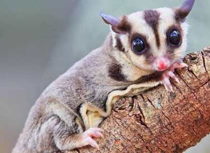 蜜袋鼯溫度管理 蜜袋鼯溫度管理