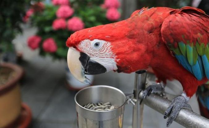 鸚鵡餵食技巧