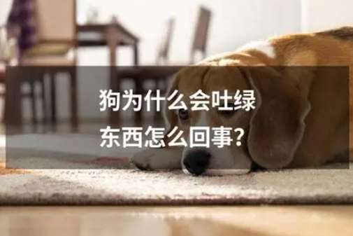 宠物健康紧急处理 宠物健康紧急处理