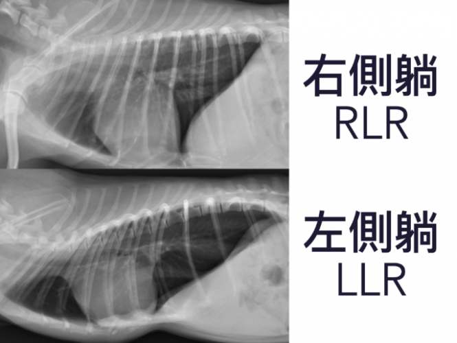 狗肺積水原因全解析：從心臟病到感染的深度探討