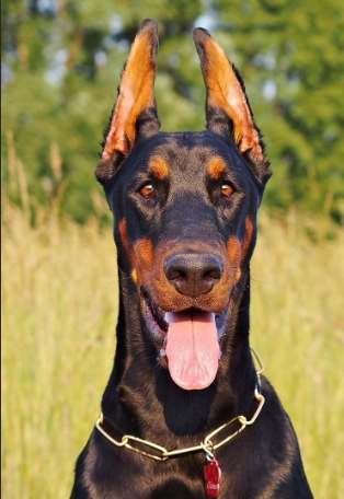 杜宾犬健康 杜宾犬健康