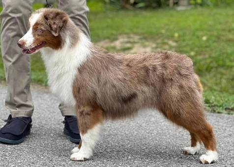 迷你澳牧体型 迷你澳牧体型