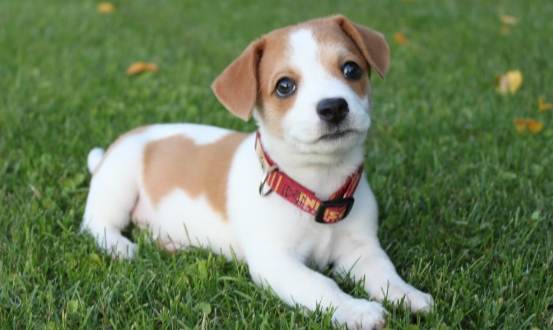 狗狗心臟病存活時間 狗狗心臟病存活時間