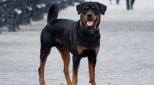 羅威納犬訓練 羅威納犬訓練