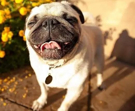 狗腎指數偏高飲食