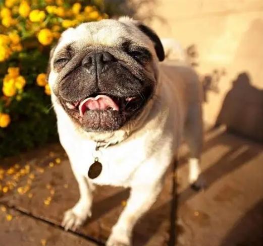 狗腎指數偏高飲食全攻略：獸醫專業建議與實用管理技巧