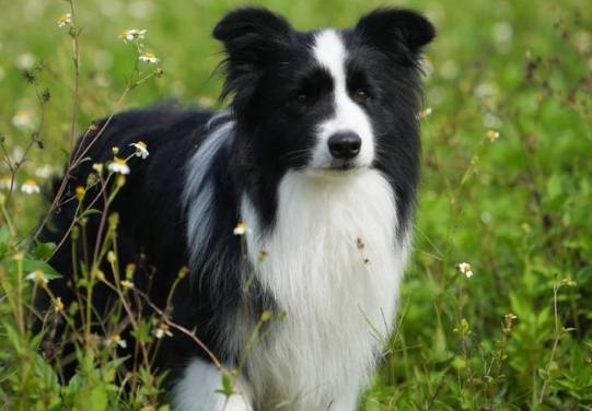 邊境牧羊犬體味 邊境牧羊犬體味
