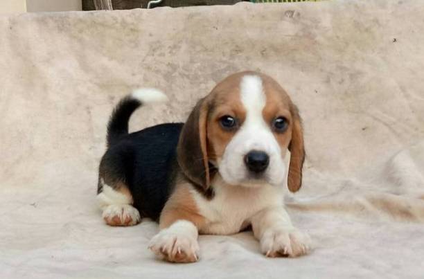 領養米格魯幼犬注意事項