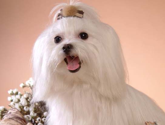 马尔济斯犬聪明 马尔济斯犬聪明