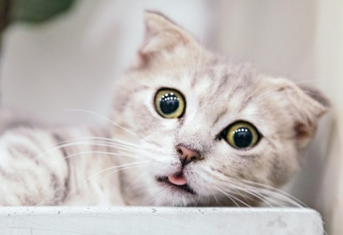 預防貓洗澡癲癇 預防貓洗澡癲癇