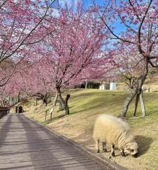 清境農場行程規劃