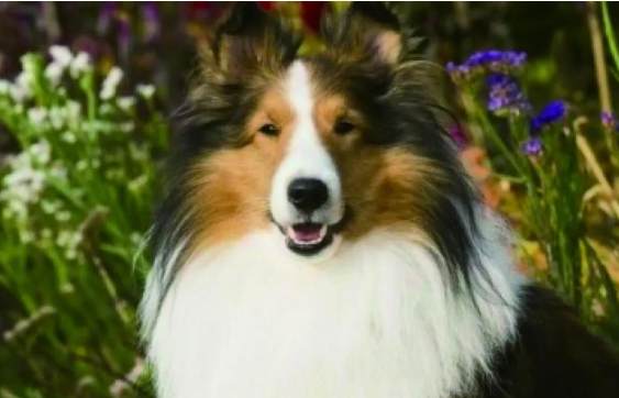 喜樂蒂牧羊犬成本 喜樂蒂牧羊犬成本