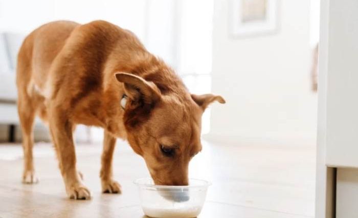 狗狗可以喝低脂牛奶嗎