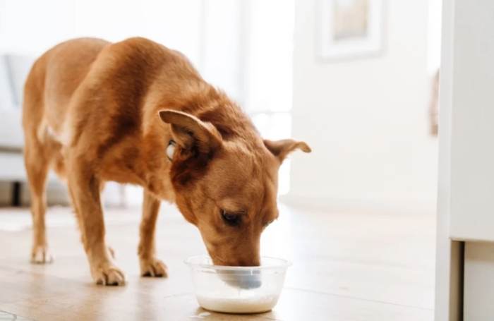 狗狗可以喝低脂牛奶嗎？獸醫解析安全餵食指南與風險