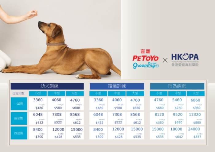 幼犬訓練課程全攻略：解決行為問題與建立良好習慣的關鍵步驟