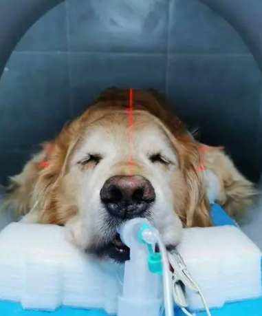 狗腦瘤症狀全解析：早期警訊、診斷與治療指南