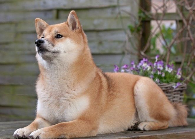 狗狗吃蘋果注意事項 狗狗吃蘋果注意事項