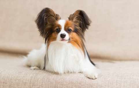 蝴蝶犬飼養 蝴蝶犬飼養