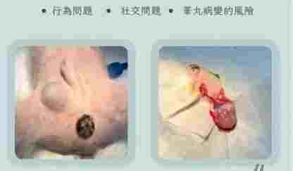 狗狗結紮外觀影響 狗狗結紮外觀影響