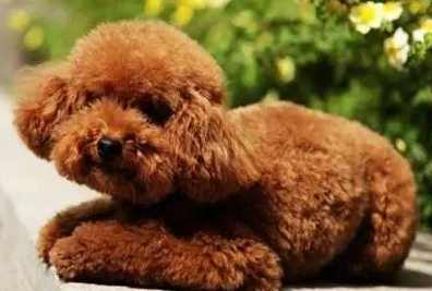 新手養狗 新手養狗