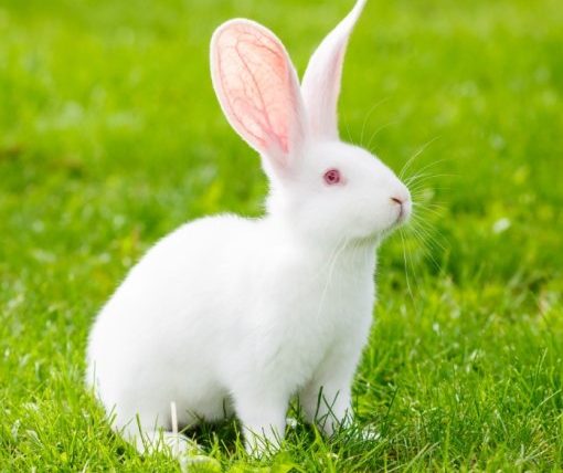 兔子牧草多久換一次