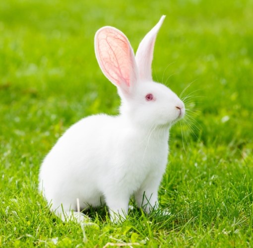 兔子牧草多久換一次？完整指南與實用技巧