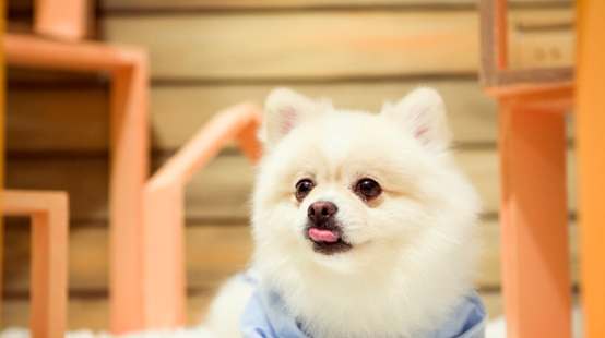 博美健康照顧 博美健康照顧