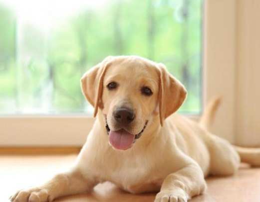 幼犬 優格 幼犬 優格