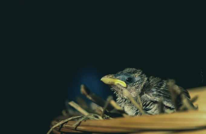 麻雀幼鳥餵食頻率