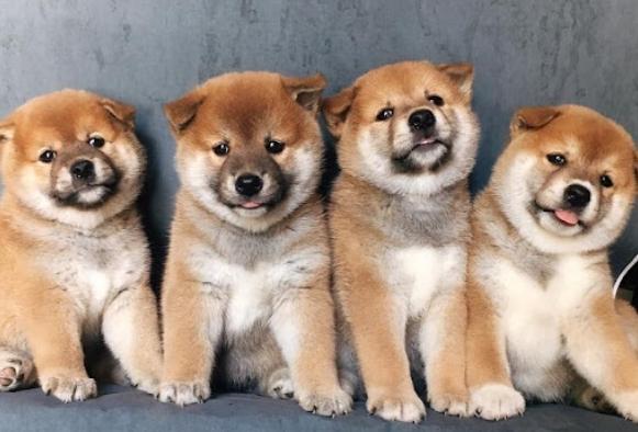 柴犬領養 柴犬領養