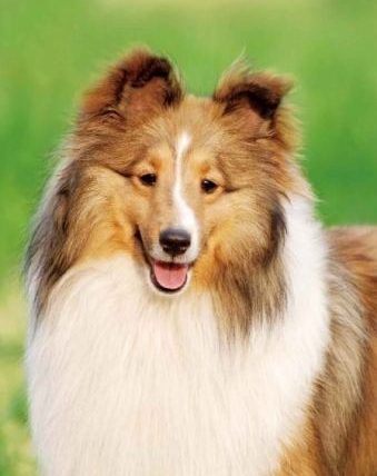 煮熟的馬鈴薯狗狗可以吃嗎