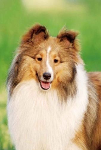 狗狗吃馬鈴薯安全嗎 狗狗吃馬鈴薯安全嗎