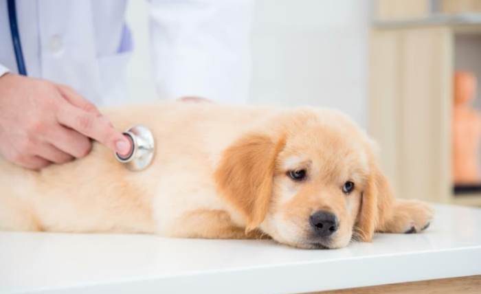 狗狗感冒會拉肚子嗎