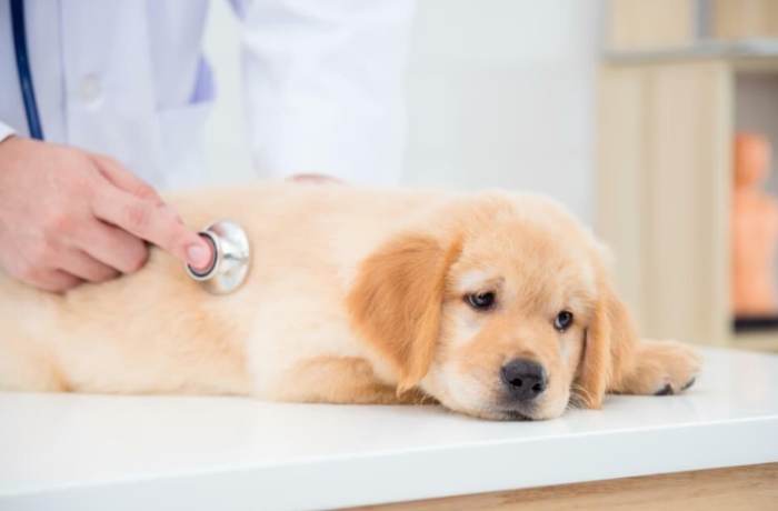 狗狗感冒會拉肚子嗎？症狀、原因、治療與預防全指南