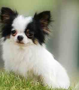 蝴蝶犬飼養成本 蝴蝶犬飼養成本