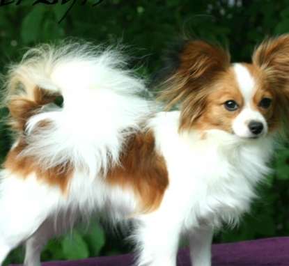 蝴蝶犬 品種 歷史 蝴蝶犬 品種 歷史