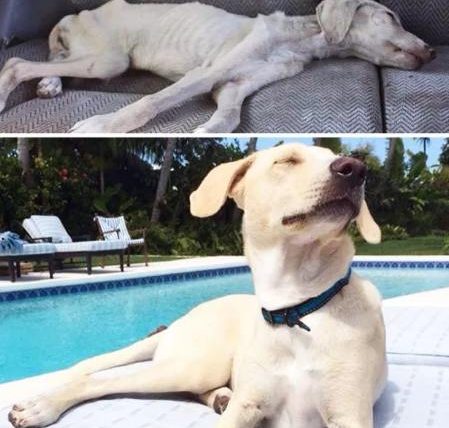 狗狗瘦到皮包骨