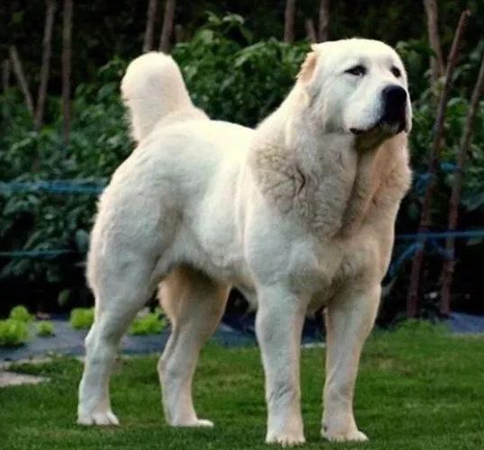 巨型犬健康問題