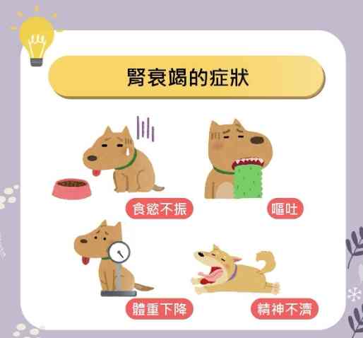 狗腎衰竭黑便：症狀、原因、治療與預防全指南