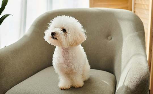 狗品種推薦 狗品種推薦