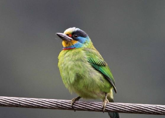 養鳥的負面影響 養鳥的負面影響