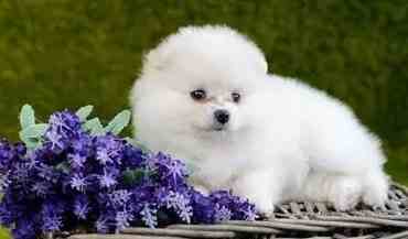 小型犬飼養 小型犬飼養