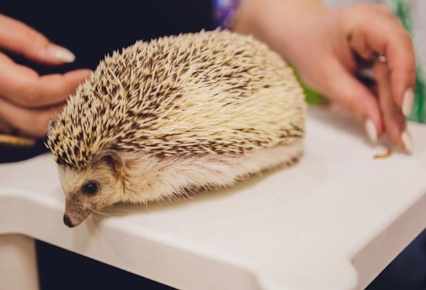 刺蝟飼養成本 刺蝟飼養成本
