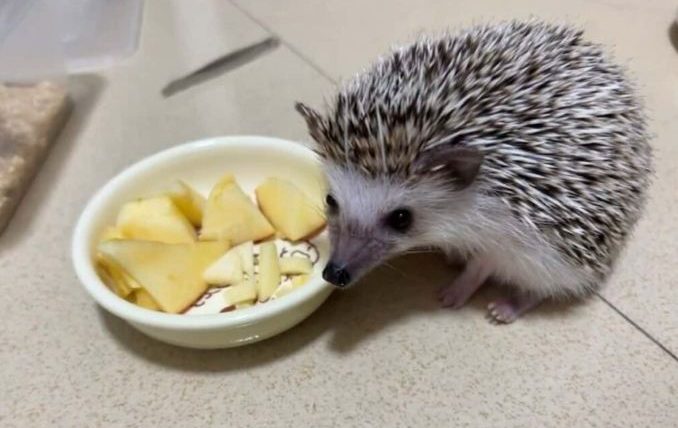 刺蝟可以吃玉米嗎