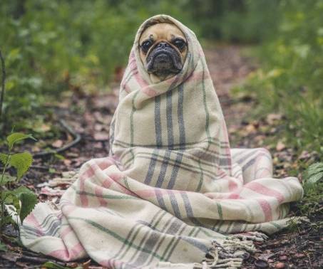 狗狗咳嗽治療 狗狗咳嗽治療