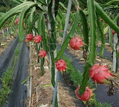 苗栗採果行程 苗栗採果行程