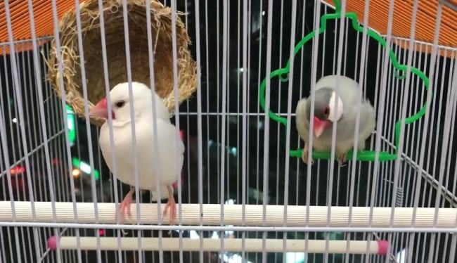 銀文鳥繁殖 銀文鳥繁殖