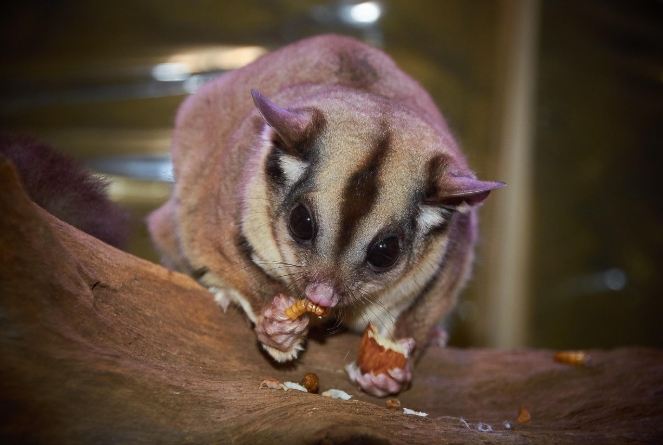 蜜袋鼯飼養方法 蜜袋鼯飼養方法
